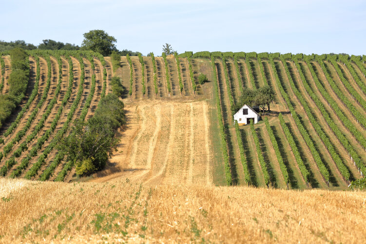 Weinviertler Hügellandschaft mit Weinbergen und Haus