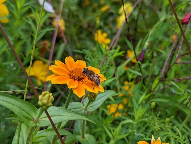 Biene sitzt auf Blume in der Wiese