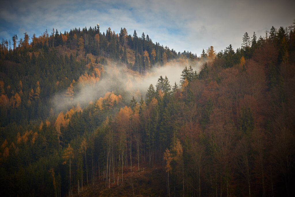Hügelige Waldlandschaft mit Nebel