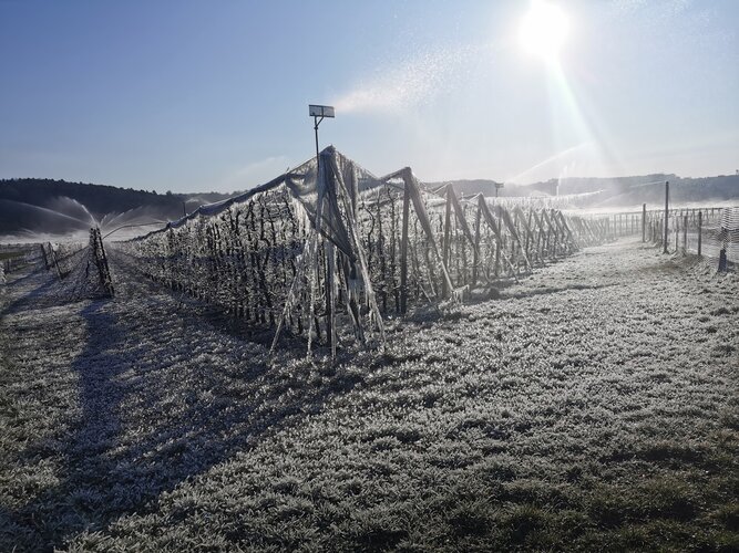 Frost auf Wiese