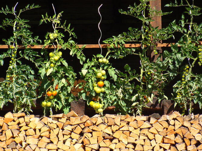 Tomaten wachsen heran. Darunter liegt gestapeltes Holz.