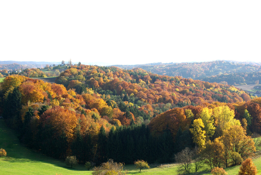 Herbstlicher Wald in Pirching in der KLAR-Region Stiefingtal
