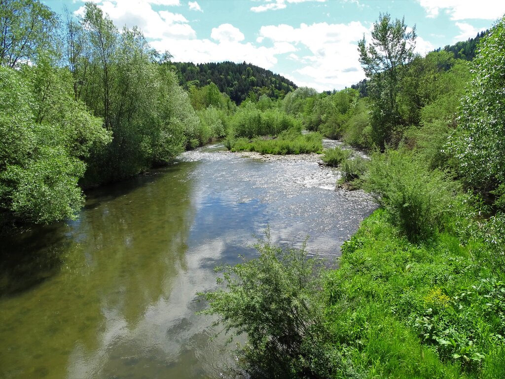 Flusslauf umgeben von Sträucher
