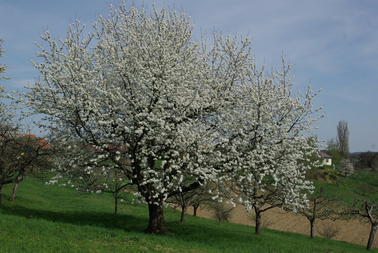 Blühender Obstbaum in der Region Stiefingtal.