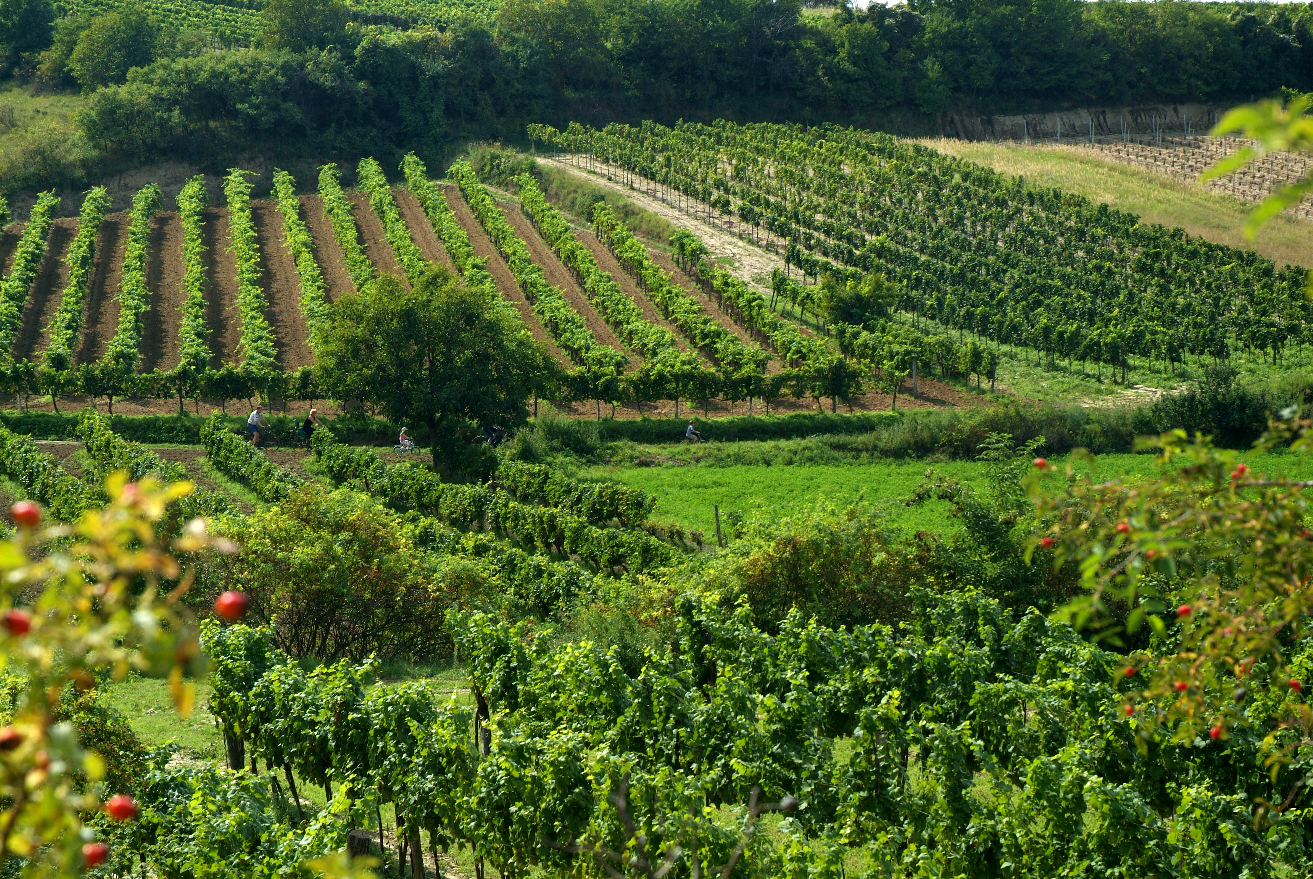Landschaft mit Weingärten im Pulkautal.
