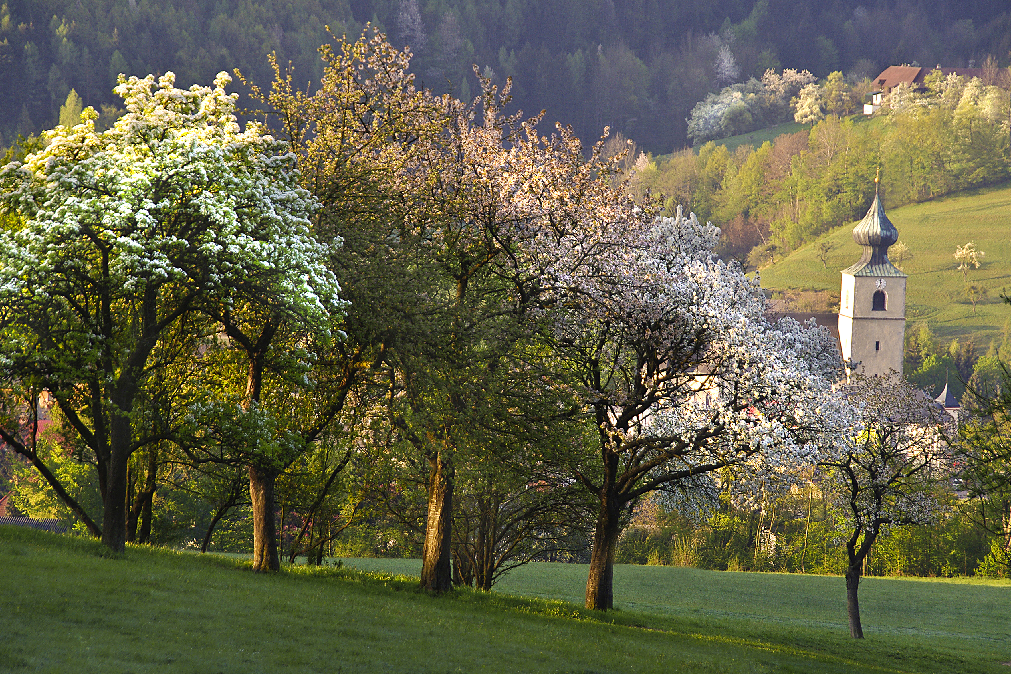 Landschaftsfoto mit Bäumen in der Blütezeit