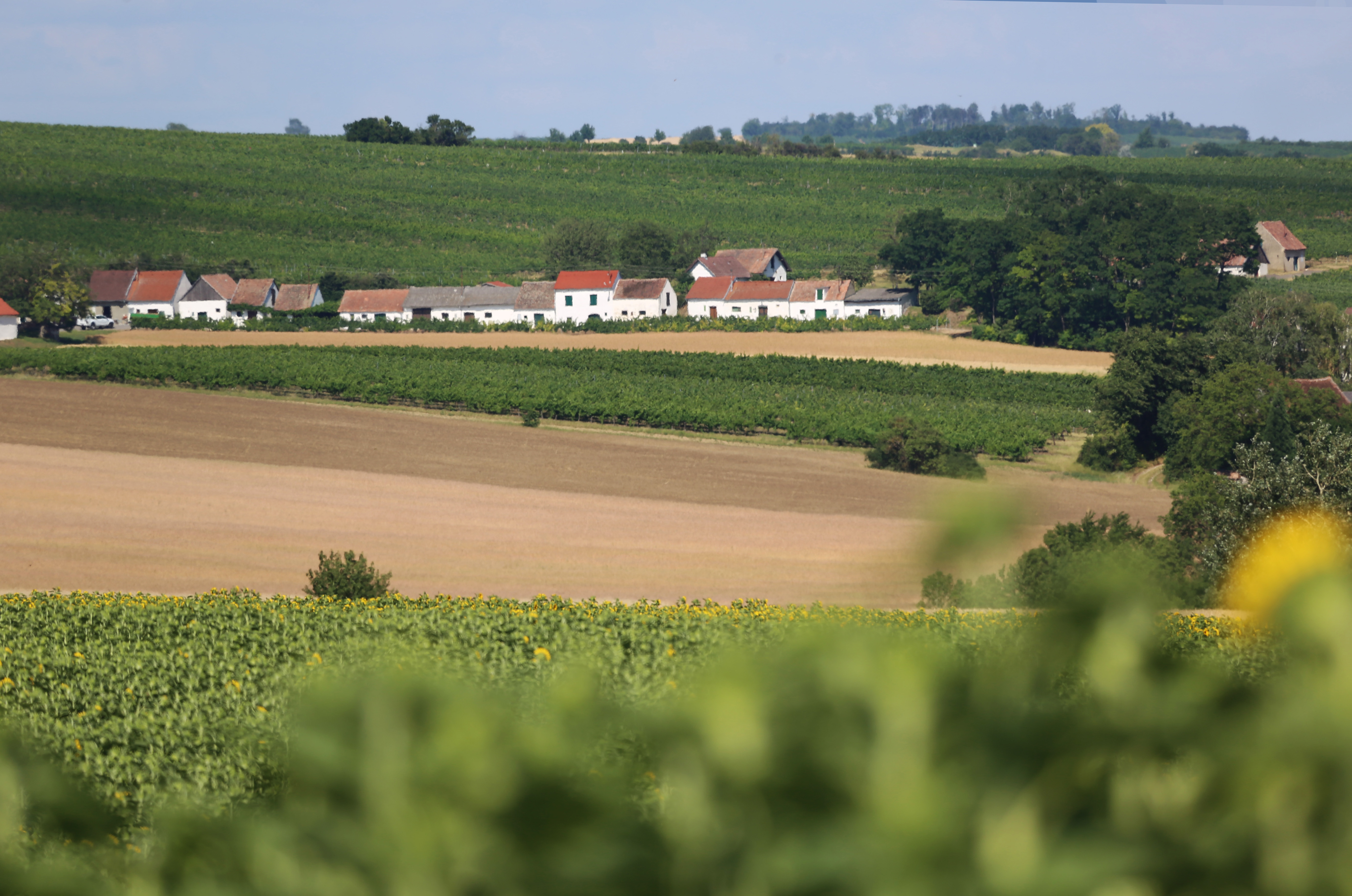 Weinviertler Hügellandschaft mit Äckern und Kellergassenzeile